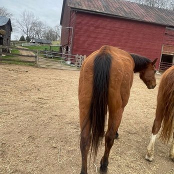 Morning Star Stables - Beach was 30 in this. You should've seen his back - Horseback Riding Near Me - Raphine, Virginia Morning Star Stables - Beach was 30 in this. You should've seen his back - Horseback Riding Near Me - Raphine, Virginia