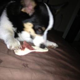 Our pembroke welsh corgi enjoying his new toy from here. Our pembroke welsh corgi enjoying his new toy from here.