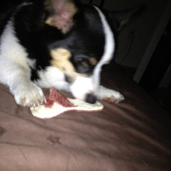 Downtown Dogs - Our pembroke welsh corgi enjoying his new toy from here. - Pet Stores Near Me - Tampa, Florida Downtown Dogs - Our pembroke welsh corgi enjoying his new toy from here. - Pet Stores Near Me - Tampa, Florida