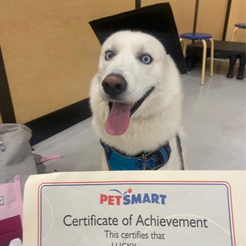 PetSmart Dog Training - Pet Stores Near Me - El Cajon, California PetSmart Dog Training - Pet Stores Near Me - El Cajon, California