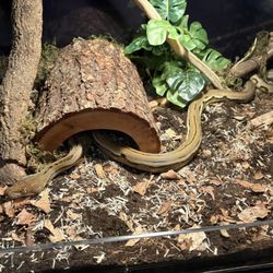 Sarges Serpents - Our healthy Retic