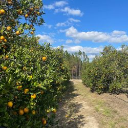 Yummi Harvest
