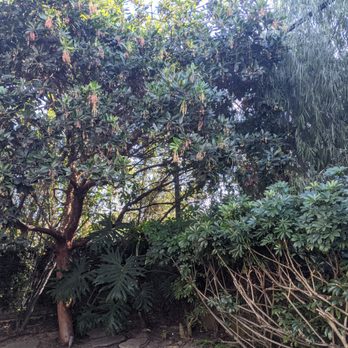La Costa Tree Service & Maintenance - Before - Landscaping Near Me La Costa Tree Service & Maintenance - Before - Landscaping Near Me