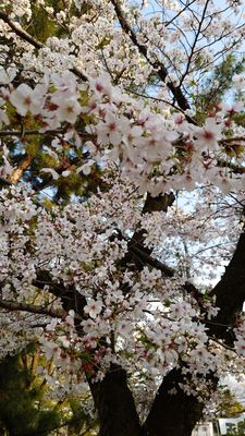 Tsuruma Park by null