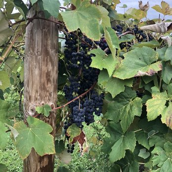 Valenzano Winery - Wineries Near Me - Shamong, New Jersey