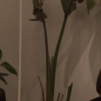 La Banca - Das war schon speziell. Eine halb tote Bananenstaude als Deko. Ich denk mal das gibt es nicht mal im Artemis. - Italian Near Me - Berlin, BE