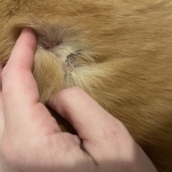 U Dirty Dawg - Scabs covering back where the brushing was rough.