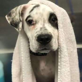 Wipe Your Paws - Pet Services Near Me - Mount Kisco, New York Wipe Your Paws - Pet Services Near Me - Mount Kisco, New York