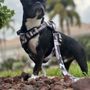 Photo of Petfolk Veterinary & Urgent Care - Boynton Beach