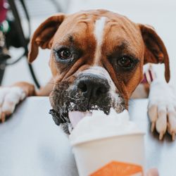 Lift Coffee Bar - Puppuccino