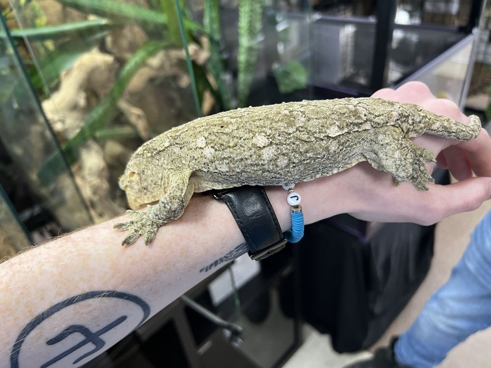 Jungle Bob's Reptile World - reptile breeding in Selden, NY