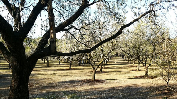 Parque de la Quinta de los Molinos by null