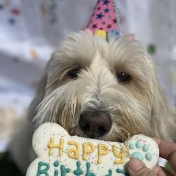 BrownDog Lodge - Memphis - Birthday pawty!