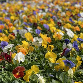 The Flower Ranch - Grand Slam - Nurseries & Gardening Near Me - Keller, Texas The Flower Ranch - Grand Slam - Nurseries & Gardening Near Me - Keller, Texas