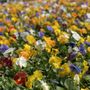 Photo of The Flower Ranch