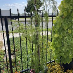 Ruibal's Plants of Texas