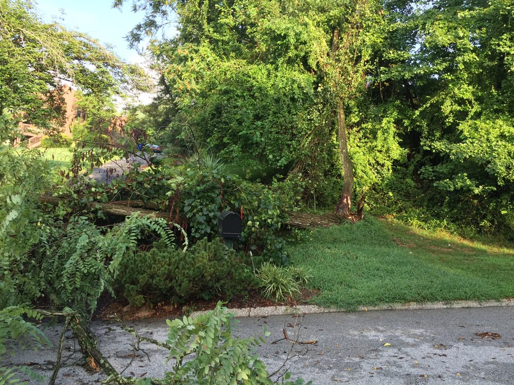 BRANCH OUT TREE SERVICE Updated September 2024 5923 Gales Ln