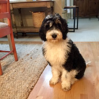 Savvy Berndoodles & Bernouviers - Pet Breeders Near Me Savvy Berndoodles & Bernouviers - Pet Breeders Near Me