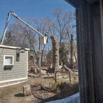 Bello Jardin Tree Services - 75 foot down to nothing! - Tree Services Near Me Bello Jardin Tree Services - 75 foot down to nothing! - Tree Services Near Me