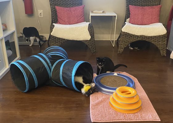 Cat Tales Cat Cafe by null