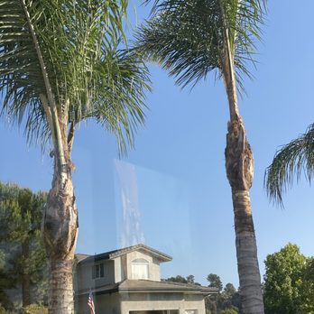 Jesus Higuera Tree Service - Neat cuts and very well cleaned up - Tree Services Near Me Jesus Higuera Tree Service - Neat cuts and very well cleaned up - Tree Services Near Me