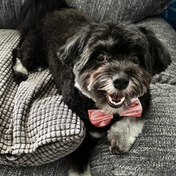 Dapper Dogs - They did such a WONDERFUL job on my boy!! He was treated like gold, and they gave him the cutest hairstyle! And omg this adorable bow tie