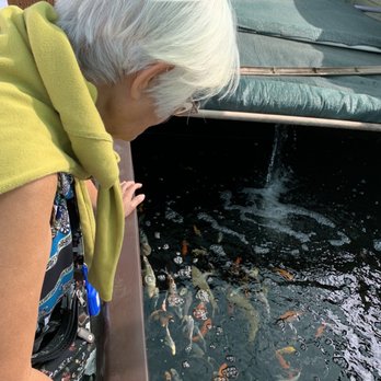 Cali Koi - My Mum - Local Fish Stores Near Me - North Hollywood, California Cali Koi - My Mum - Local Fish Stores Near Me - North Hollywood, California