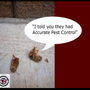 Photo of Accurate Pest Control