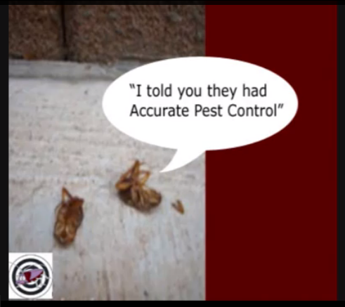 ACCURATE PEST CONTROL - Updated April 2026 - 14 Reviews - 3520 Coleman ...