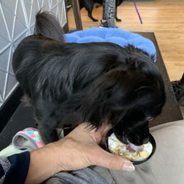 Dog a Pup Cup