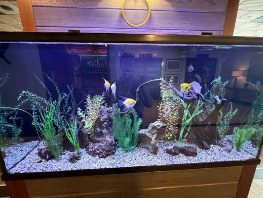 Chesapeake's Seafood Restaurant by null