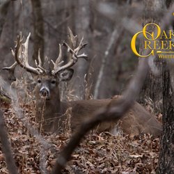 Oak Creek Whitetail Ranch - At Oak Creek Whitetail Ranch you will pursue some of the largest Trophy Whitetail Bucks in the world!