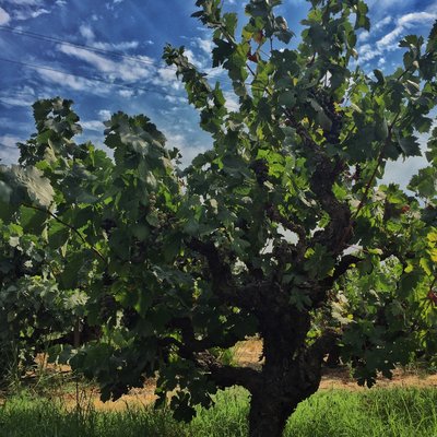 Birichino Winery Tasting Room by null