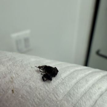 Burger King - THE FLY I BIT INTO!!!!!!!! - Burgers Near Me - Locust Grove, Virginia Burger King - THE FLY I BIT INTO!!!!!!!! - Burgers Near Me - Locust Grove, Virginia