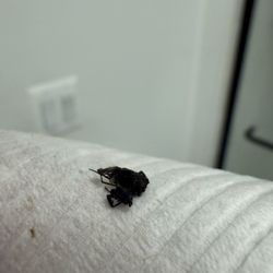 Burger King - THE FLY I BIT INTO!!!!!!!!