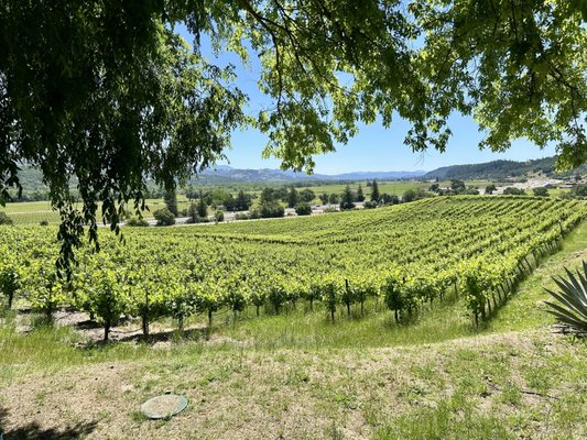 J. Rickards Winery by null