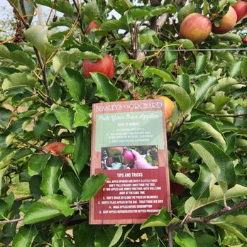 Beasley's Orchard - Farmers Market Near Me - Danville, Indiana