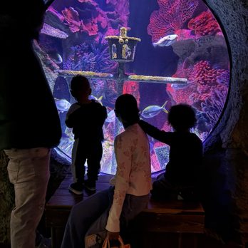 Sea Life - Family portrait - Aquariums Near Me - Orlando, Florida Sea Life - Family portrait - Aquariums Near Me - Orlando, Florida