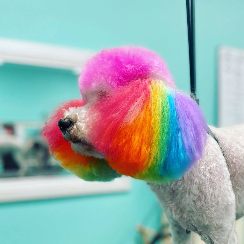 TRIM AND PROPER GROOMING PARLOR Updated August 2024 84 Photos & 34