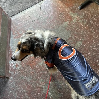 The Bar On Dolores - Dogs allowed - Sports Bars Near Me - San Francisco, California The Bar On Dolores - Dogs allowed - Sports Bars Near Me - San Francisco, California