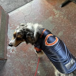 The Bar On Dolores - Dogs allowed