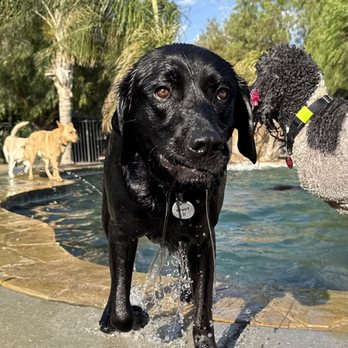 Country Dog Ranch - Pet Training Near Me - Los Angeles, California
