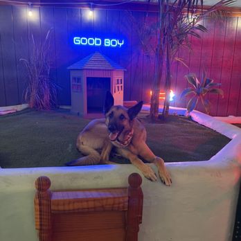 Good Boy - Dog - Dive Bars Near Me - San Diego, California Good Boy - Dog - Dive Bars Near Me - San Diego, California