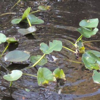 Everglades National Park - Parks Near Me - Homestead, Florida Everglades National Park - Parks Near Me - Homestead, Florida