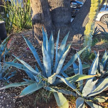 Alexanders Landscape services - CENTURY PLANT - Landscaping Near Me Alexanders Landscape services - CENTURY PLANT - Landscaping Near Me