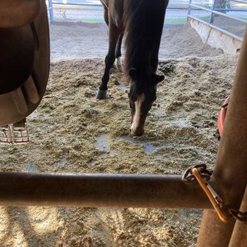 Liz Bolton Stables - The horse in his stall - Horseback Riding Near Me - San Marcos, California Liz Bolton Stables - The horse in his stall - Horseback Riding Near Me - San Marcos, California