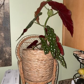 Pigment - Begonia Maculata - Home Decor Near Me - San Diego, California