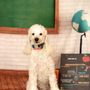 Photo of Red Dog Pet Resort & Spa Northshore