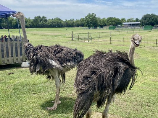 Bayou Wildlife Zoo by null