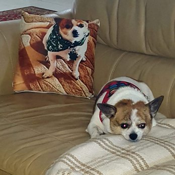 Four Paws Grooming - My little chihuahua relaxing after her spa day.
Wonderful experience today at Four Paws. So very glad to have found this place! - Pet Groomers Near Me - North Providence, Rhode Island Four Paws Grooming - My little chihuahua relaxing after her spa day.
Wonderful experience today at Four Paws. So very glad to have found this place! - Pet Groomers Near Me - North Providence, Rhode Island